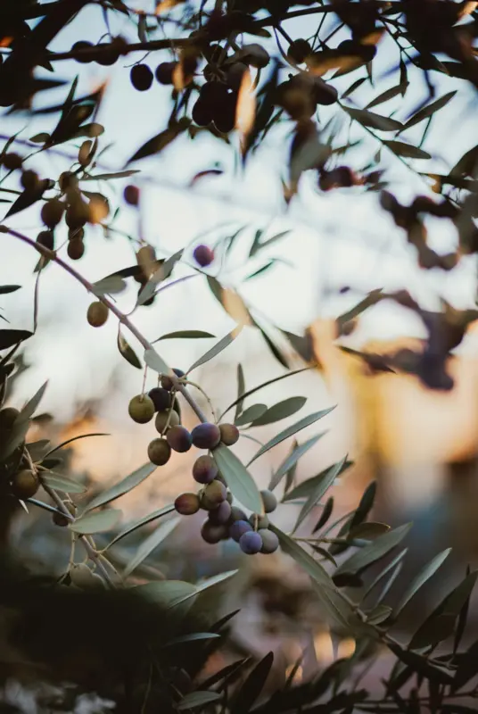Olives